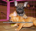 Tan and Red French Bulldog puppies for sale near Atlanta, Tan and Red French Bulldog puppies for sale in Ga, Tan and Red French Bulldog puppies for sale in Georgia