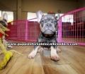 Blue and Tan French Bulldog puppies for sale near Atlanta, Blue and Tan French Bulldog puppies for sale in Ga, Blue and Tan French Bulldog  puppies for sale in Georgia
