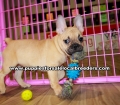 Blue and Tan French Bulldog puppies for sale near Atlanta, Blue and Tan French Bulldog puppies for sale in Ga, Blue and Tan French Bulldog  puppies for sale in Georgia