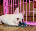 White French Bulldog puppies for sale near Atlanta, White French Bulldog puppies for sale in Ga, White French Bulldog puppies for sale in Georgia
