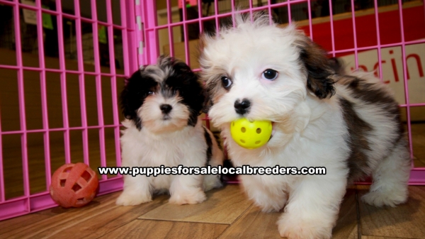 Malti Tzu puppies for sale near Atlanta, Malti Tzu puppies for sale in Ga, Malti Tzu puppies for sale in Georgia