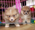 Blue Fawn Pomeranian puppies for sale near Atlanta, Blue Fawn Pomeranian puppies for sale in Ga, Blue Fawn Pomeranian puppies for sale in Georgia