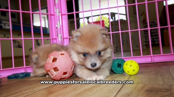 Blue Fawn Pomeranian puppies for sale near Atlanta, Blue Fawn Pomeranian puppies for sale in Ga, Blue Fawn Pomeranian puppies for sale in Georgia