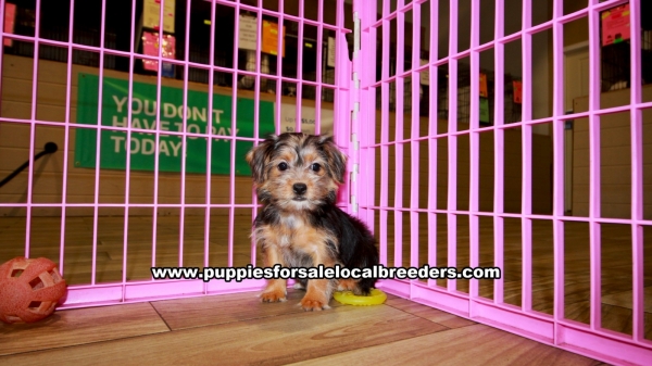 Teacup Toy Yorkie Puppies For Sale near Gwinnett County, Ga