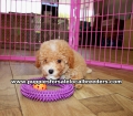Toy Poodle puppies for sale near Atlanta, Toy Poodle puppies for sale in Ga, Toy Poodle puppies for sale in Georgia