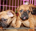 French Bulldog Puppies for sale Ga
