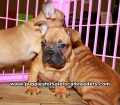 French Bulldog Puppies for sale Ga