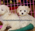 White Maltipoo Puppies For Sale Georgia