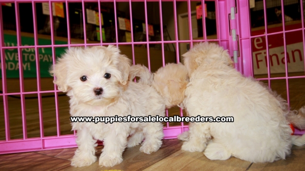 Puppies For Sale Local Breeders White Maltipoo Puppies For