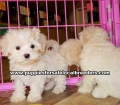 White Maltipoo Puppies For Sale Georgia