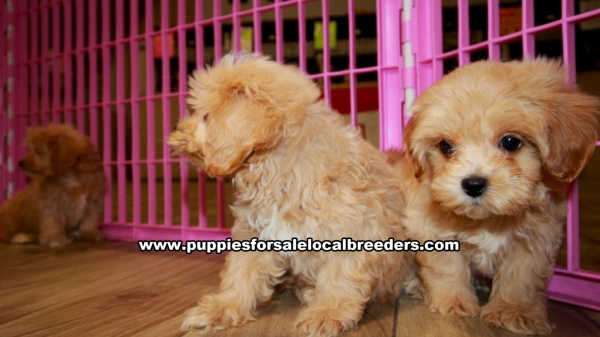 Puppies For Sale Local Breeders Apricot Maltipoo Puppies For Sale Georgia At Lawrenceville Puppies For Sale Local Breeders