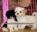 Malti Tzu Puppies For Sale Georgia
