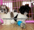 Malti Tzu Puppies For Sale Georgia