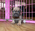 Lilac French Bulldog Puppies For Sale Georgia