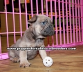 Lilac French Bulldog Puppies For Sale Georgia
