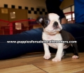 Boston Terrier Puppies for sale Ga
