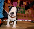 Boston Terrier Puppies for sale Ga
