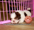 Shih Tzu Puppies for sale Ga