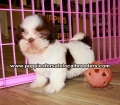 Shih Tzu Puppies for sale Ga