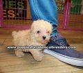 Apricot Toy Poodle Puppies For Sale Georgia