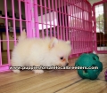 Teacup Pomeranian Puppies For Sale Georgia
