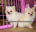 Teacup Pomeranian Puppies For Sale Georgia