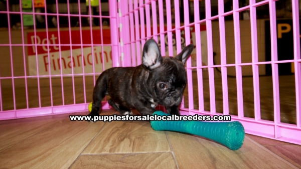 Black Brindle French Bulldog Puppies For Sale Georgia