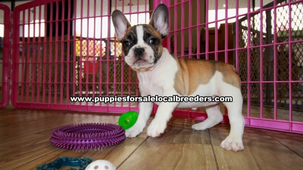 Pied, French Bulldog Piebald Puppies For Sale Georgia