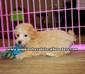 Red Toy Poodle Puppies For Sale Georgia