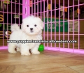 White Malti Tzu Puppies For Sale Georgia