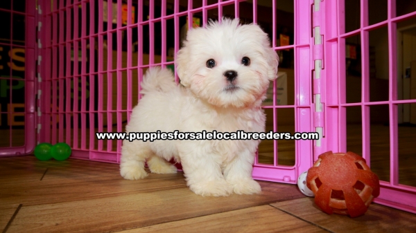 White Malti Tzu Puppies For Sale Georgia