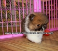 Pomeranian Puppies for sale Ga