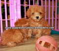 Red Toy Poodle Puppies For Sale Georgia