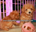 Red Toy Poodle Puppies For Sale Ga