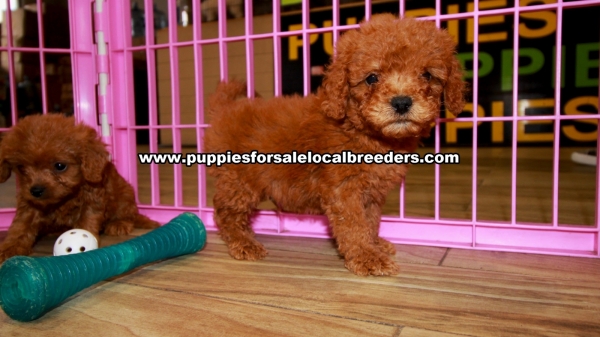 Red Cavapoo Puppies For Sale Georgia