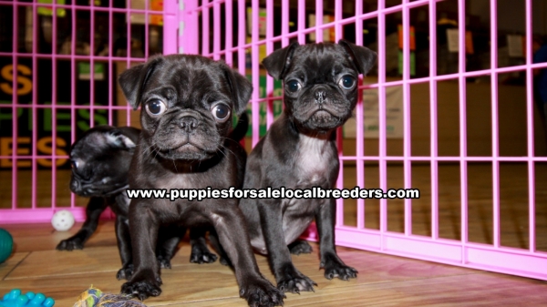 Black Pug Puppies For Sale Georgia