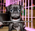 Black Pug Puppies For Sale Georgia