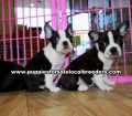 Frenchton Puppies For Sale Georgia