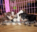 Mini Schnauzer Puppies For Sale Georgia Atlanta