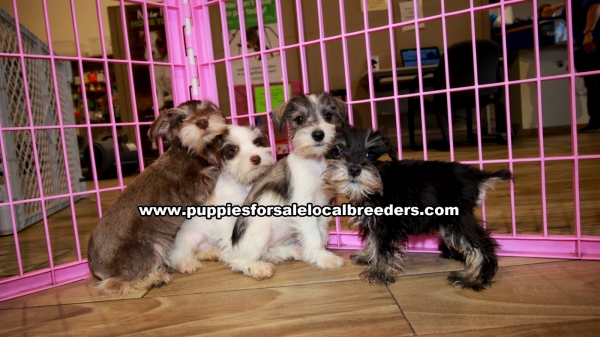 Mini Schnauzer Puppies For Sale Georgia Atlanta