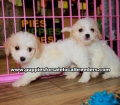 Cavachon Puppies For Sale Georgia