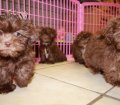 Charming Shih Poo Puppies For Sale In Atlanta Georgia, GA 