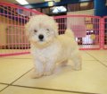 Pretty Bichon Poo Puppies for Sale In Atlanta, Georgia GA Bichon and Toy Poodle Mix