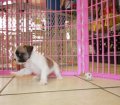 Cute Bull Shih Puppies For Sale in Atlanta Georgia, GA , French Bulldog & Shih Tzu