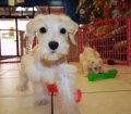 Good Looking Schnoodle, Puppies For Sale In Atlanta Georgia, GA, Miniature, Schnauzer, Toy, Poodle, Mix,