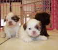 Handsome Teacup, Chocolate, Shih Tzu Puppies For Sale in Atlanta