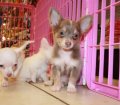 Gorgeous Teacup, Blue & Tan, Short Hair, Chihuahua Puppies For Sale In Atlanta