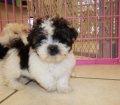 Fantastic Teddy Bear Puppies for Sale In Atlanta.  Bichon Frise Shih Tzu Hybrid Designer Breed Mix