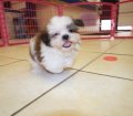 Affectionate Malti Tzu Puppies For Sale In Atlanta Georgia, GA Mix of Maltese and Shih Tzu