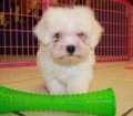 Fantastic Maltichon Puppies For Sale In Atlanta Maltese Bichon Frise Breeders Georgia
